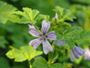 laz dziki Malva sylvestris 'Primley Blue'